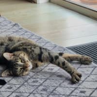 Photo of Tequila / Jaeger