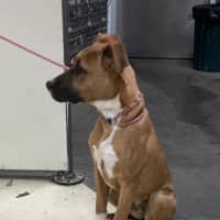 Photo of Rosie 