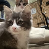 Photo of Bluebell 