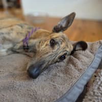 Photo of Jake, The Greyhound