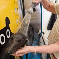 Photo of Zara, The Greyhound