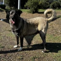 Photo of Lara (60413)