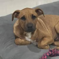 Photo of Maverick   4 Month Old Mastiff X