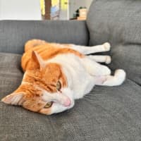 Photo of Big Red