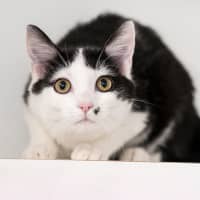 Photo of Silas