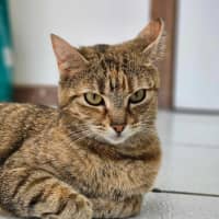 Photo of Willow