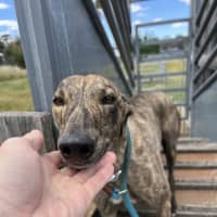 Photo of American Angel 