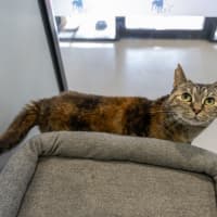 Photo of Wedge