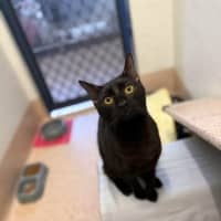 Photo of Gypsy
