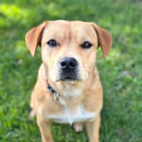 Photo of Ginger