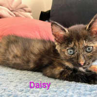 Photo of Daisy 