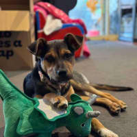 Photo of Rue