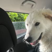 Photo of Lucy