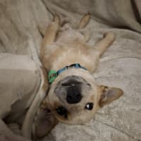 Photo of Whiskey