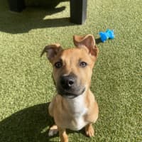 Photo of Jesse Mccartney (Rockie)