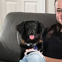 Photo of Socks – 1 Year Old Dachshund