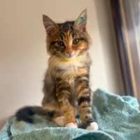 Photo of Lily