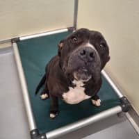 Photo of Oodie (Muggsy)