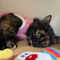 Photo of 🩰 Dapple 6394 🩰