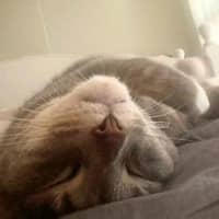 Photo of Milo
