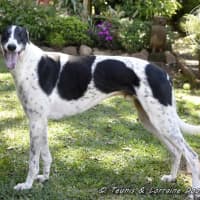 Photo of Ranger (Apache Malt)