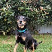 Photo of Charlie   8 Year Old Kelpie X