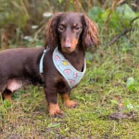 Photo of Fifi