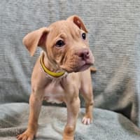 Photo of Lulu
