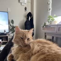 Photo of Juno