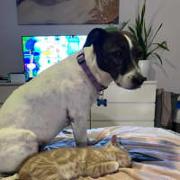 Photo of Mufassa   In Foster Care In Bentleigh East