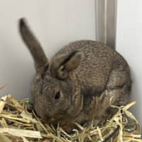 Photo of Vanilla Bean