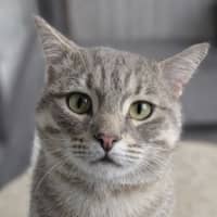 Photo of Bobby Bobtail 