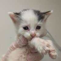 Photo of Romeo