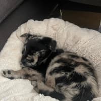 Photo of Leo   8 Week Old Koolie (Trial)