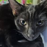 Photo of Ninja   Located In Surrey Hills