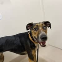 Photo of Lucy