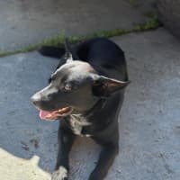 Photo of Bear   14 Month Old Labrador X