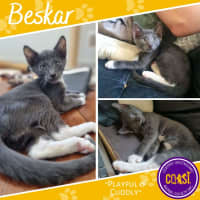Photo of Beskar