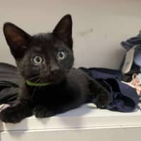Photo of Bagheera