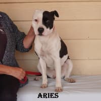 Photo of Aries