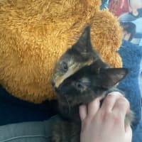 Photo of Keyleth **2nd Chance Cat Rescue**