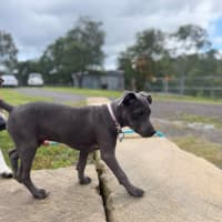 Photo of Lulu   14 Week Old Cattle Dog X Staffy