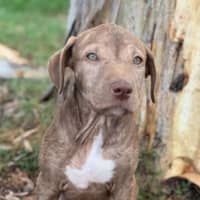 Photo of Stella 