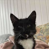 Photo of Mustard