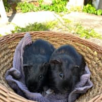 Photo of Dargan / Vincent And Dargan