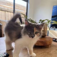 Photo of Twiggy & Tulip