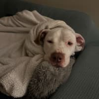 Photo of Chief   3 Year Old Staffy