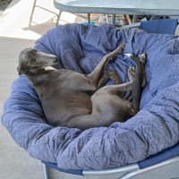 Photo of Dixie, The Greyhound