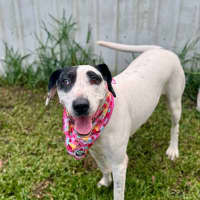 Photo of Bella *$150 Adoption Fee*