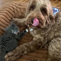 Photo of Delightful Daisy